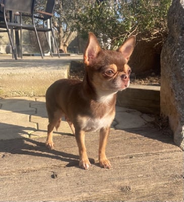 Étalon Chihuahua - Rubis (Sans Affixe)