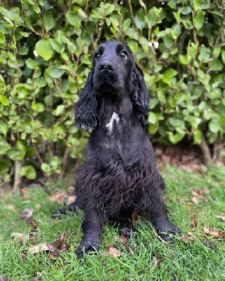 Étalon Cocker Spaniel Anglais - Tiptop De La Côte Des Légendes