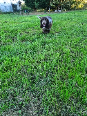 Étalon Cocker Spaniel Anglais - S'pixel De La Vallée Des Alleuds