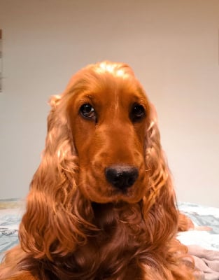 Étalon Cocker Spaniel Anglais - Rêva bella du Bois d'Achelles