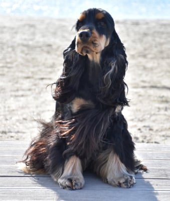 Étalon Cocker Spaniel Anglais - CH. Mèden Âgan Ringo star}