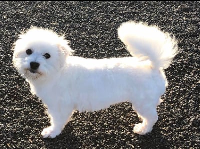 Étalon Coton de Tulear - Romy de dame nature