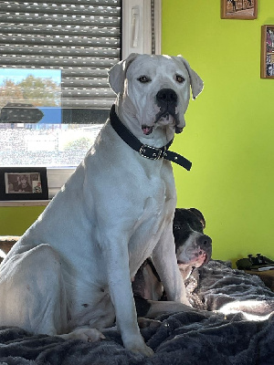 Étalon Dogo Argentino - Snow De La Casa De Naika