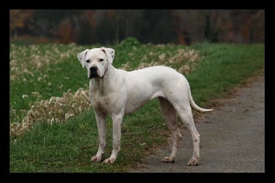 Étalon Dogo Argentino - Ibera asesino silencioso