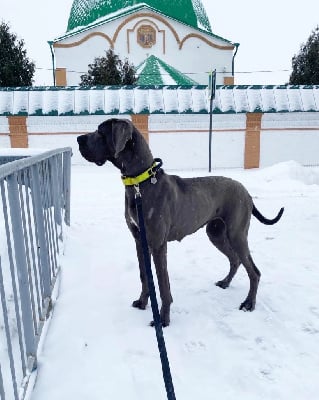 Étalon Dogue allemand - CH. Freyja vanadis Traumtall
