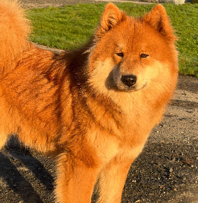 Étalon Eurasier - Sanka Des crinières de feu