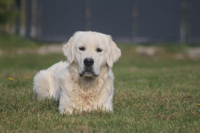 Étalon Golden Retriever - grand gold family Elliot