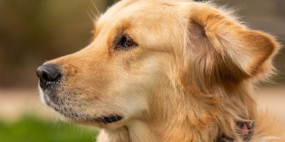 Étalon Golden Retriever - Oula oups Du Domaine d'Hyrule