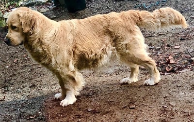 Étalon Golden Retriever - Seleste Des Terres Sacrées D'aurus