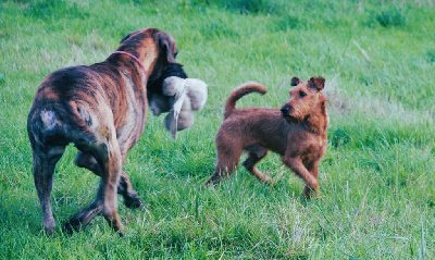 Étalon Irish Terrier - Gelios yarkiy iz doma alantes