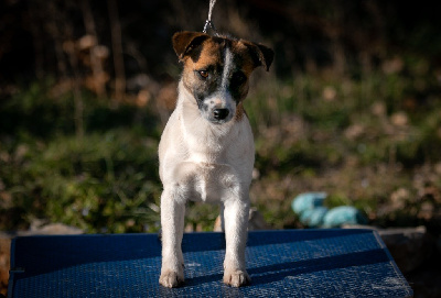 Étalon Jack Russell Terrier - Top edition du Bois de Compiègne