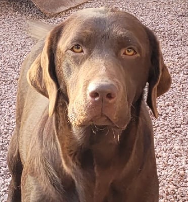 Étalon Labrador Retriever - Sunshine Des terres sacrees