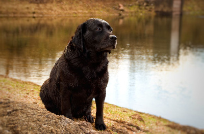 Étalon Labrador Retriever - Marra Du bois des loutres