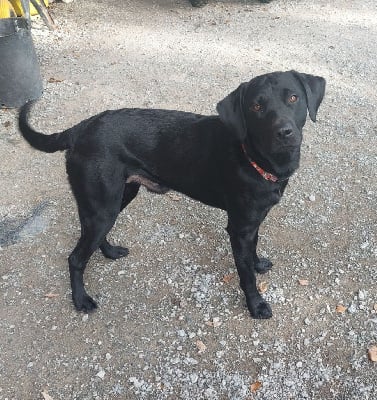 Étalon Labrador Retriever - Raptor du phare de la Vierge