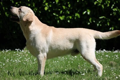 Étalon Labrador Retriever - CH. Optimus prime de la Passe de l'Eider