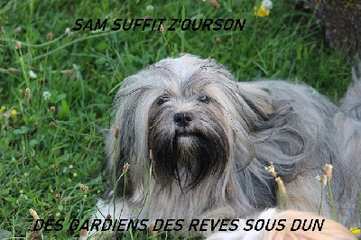 Étalon Lhassa Apso - Sam suffit z'ourson Des Gardiens Des Reves Sous Dun