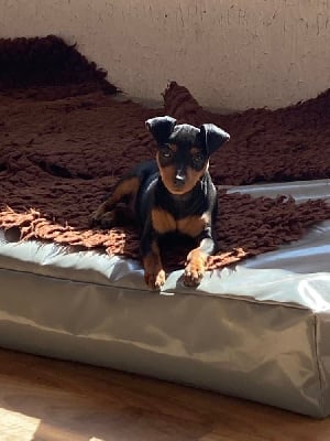 Étalon Pinscher nain - Sweety De Courteval