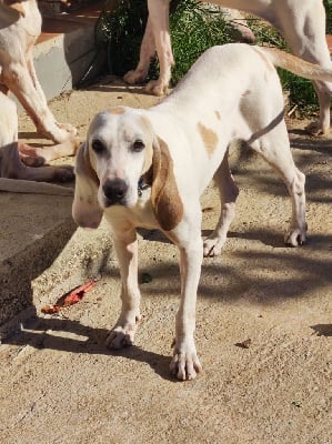 Étalon Porcelaine - Porticcio di i bianchi di u mezzanu