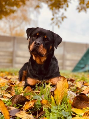 Étalon Rottweiler - Seychelles Du domaine saint martin