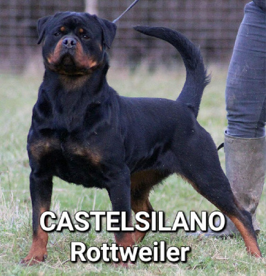 Étalon Rottweiler - CH. Sofia De Castelsilano