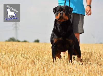 Étalon Rottweiler - CH. Nailson kabri