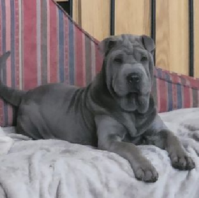 Étalon Shar Pei - Vedi vini vivi de la noblesse bleu