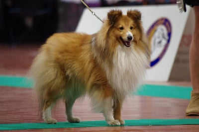 Étalon Shetland Sheepdog - Prince golden boy of sweety dolls