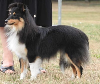 Étalon Shetland Sheepdog - Sarina Des gardiens des trois magots