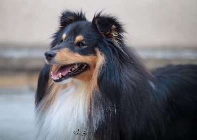 Étalon Shetland Sheepdog - RÃ´deur de Kertanhyys