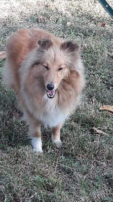 Étalon Shetland Sheepdog - Noblesse oblige lola Des mille eclats des tournesol