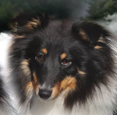 Étalon Shetland Sheepdog - R'ness Des Gardiens Du Flot Bleu