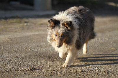 Étalon Shetland Sheepdog - Tagada des Landettes de Hautteville