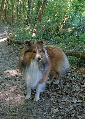 Étalon Shetland Sheepdog - Royal hawk de Kertanhyys