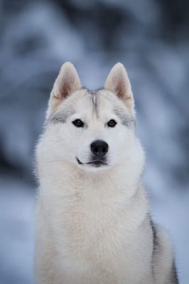 Étalon Siberian Husky - CH. Pact with the devil of Artic Ocean