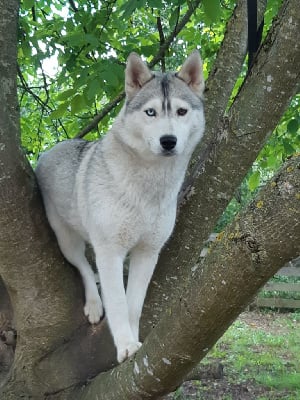 Étalon Siberian Husky - Oasis de l ecume des cimes blanches