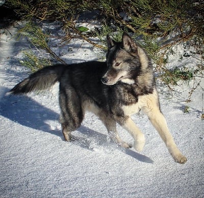 Étalon Siberian Husky - TaÃga Nordics Paradise