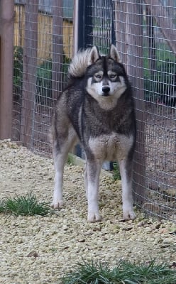 Étalon Siberian Husky - Sciel etoile d'antartique (Sans Affixe)