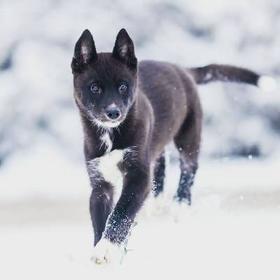 Étalon Siberian Husky - Together forever Of Winter's Whisper