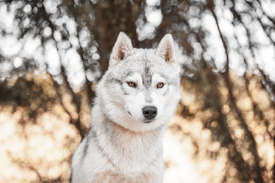 Étalon Siberian Husky - Sawyer's precious freedom Of Artic West Wind