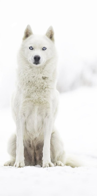 Étalon Siberian Husky - New sun ofwinter Of Northern Lights Spirit