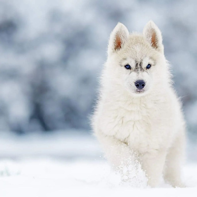 Étalon Siberian Husky - Touch the stars Of Winter's Whisper