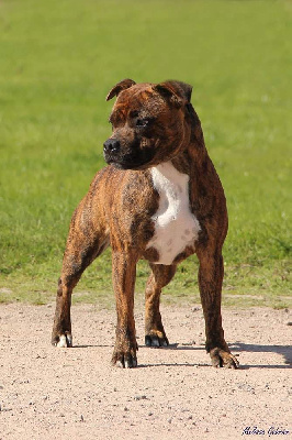 Étalon Staffordshire Bull Terrier - Really crazy girl Spark Of Fire