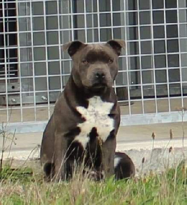 Étalon Staffordshire Bull Terrier - Paxon of Cuddle and Beauty