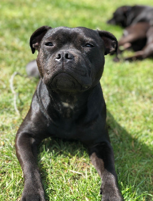Étalon Staffordshire Bull Terrier - Shelby polly Of Black Knight Sbt