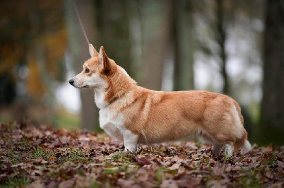 Étalon Welsh Corgi Pembroke - algiz gebo Ingrid