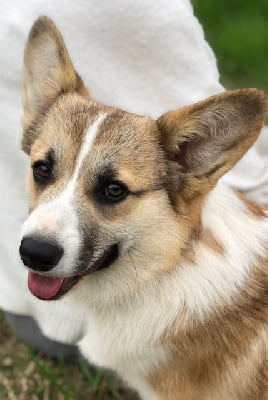 Étalon Welsh Corgi Pembroke - Opus Grande Sheyenne