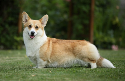 Étalon Welsh Corgi Pembroke - CH. Emeishanquin Rose griotte-chambertin