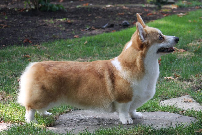 Étalon Welsh Corgi Pembroke - CH. drifan Butterfly kisses for shamquin