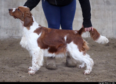 Étalon Welsh Springer Spaniel - Tinkerbell du Domaine de Kérarzic Vilin