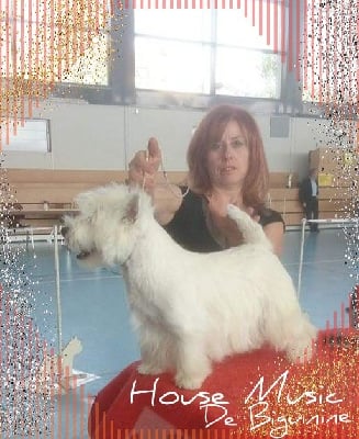 Étalon West Highland White Terrier - House music de Biguinine